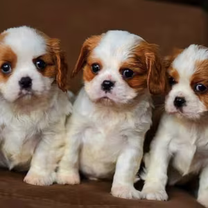 Adorable Cavalier King Charles Spaniel Puppies for Sale in Indiana...