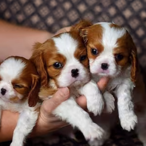 Adorable Cavalier King Charles Spaniel Puppies for Sale in Indiana...
