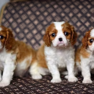 Adorable Cavalier King Charles Spaniel Puppies for Sale in Indiana...