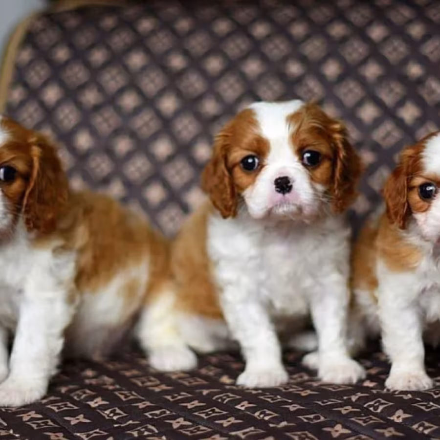 Adorable Cavalier King Charles Spaniel Puppies for Sale in Indiana...