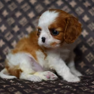 Adorable Cavalier King Charles Spaniel Puppies for Sale in Indiana...