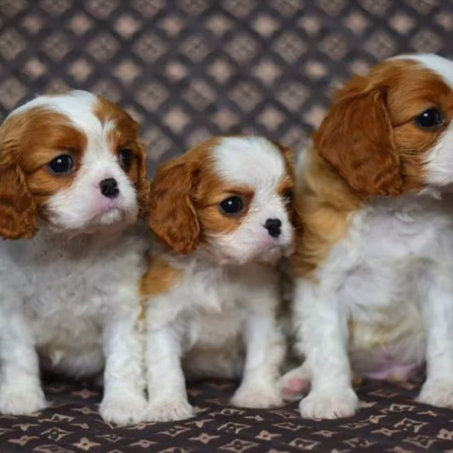 Adorable Cavalier King Charles Spaniel Puppies for Sale in Indiana...