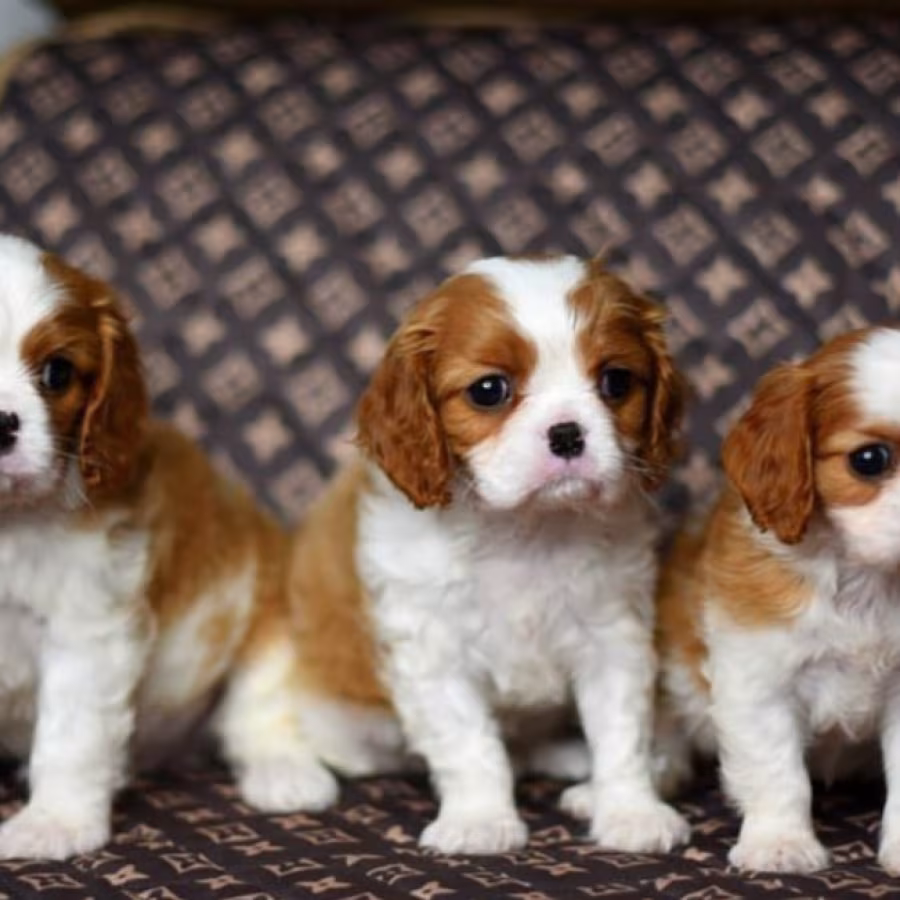 Adorable Cavalier King Charles Spaniel Puppies for Sale in Indiana...