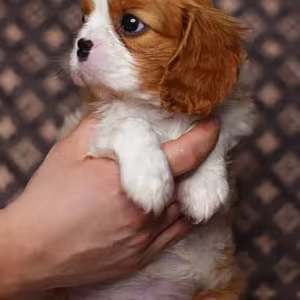 Adorable Cavalier King Charles Spaniel Puppies for Sale in Indiana...