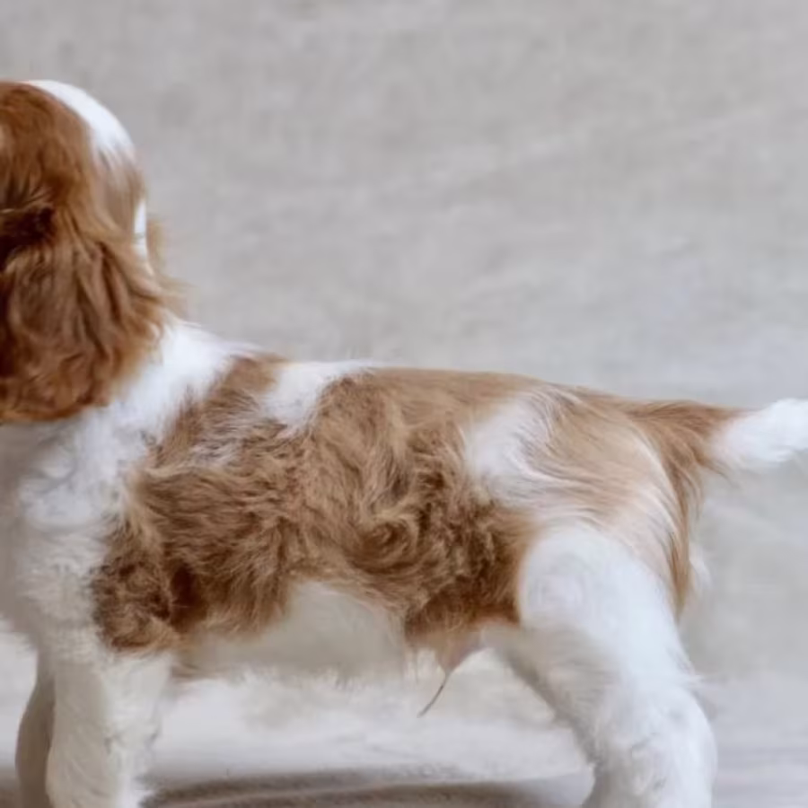 Cavalier King Charles Spaniel Puppies for Sale in Iowa Perfect Fami...
