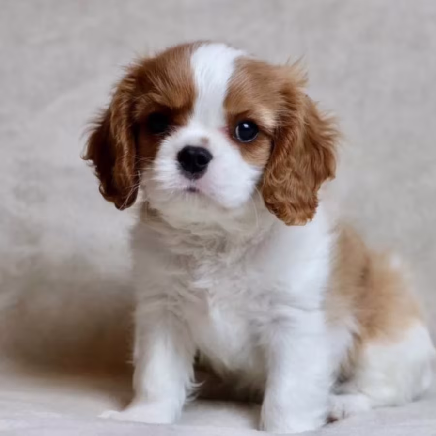 Cavalier King Charles Spaniel Puppies for Sale in Iowa Perfect Fami...