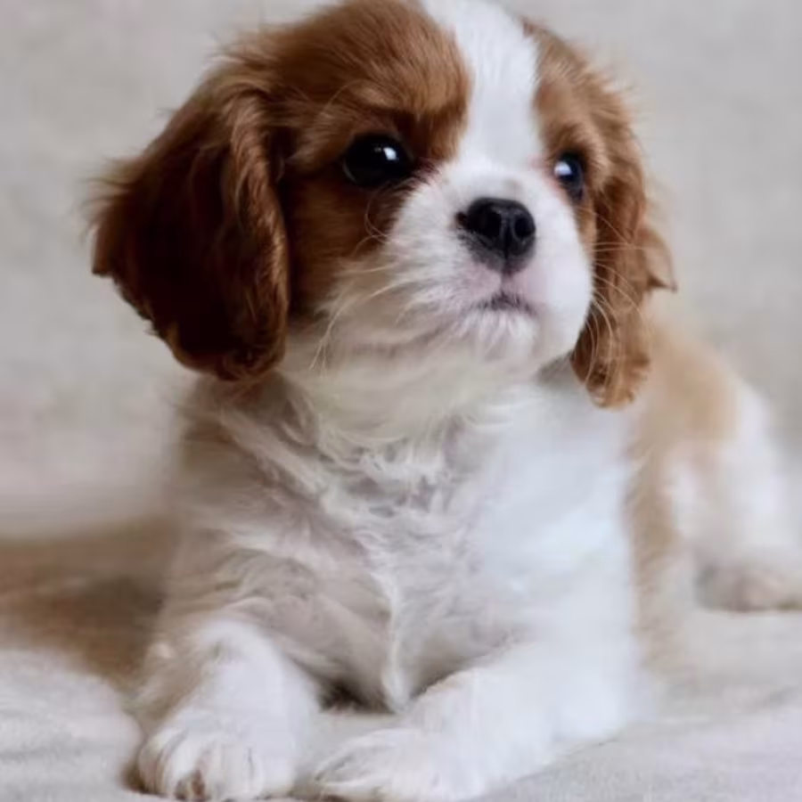 Cavalier King Charles Spaniel Puppies for Sale in Iowa Perfect Fami...