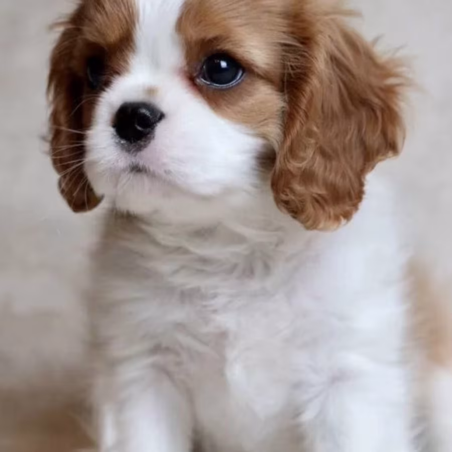 Cavalier King Charles Spaniel Puppies for Sale in Iowa Perfect Fami...