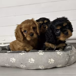Healthy Cavalier King Charles Spaniel Puppies for Sale in Kansas Re...