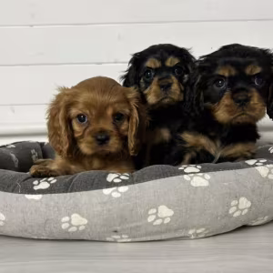Healthy Cavalier King Charles Spaniel Puppies for Sale in Kansas Re...