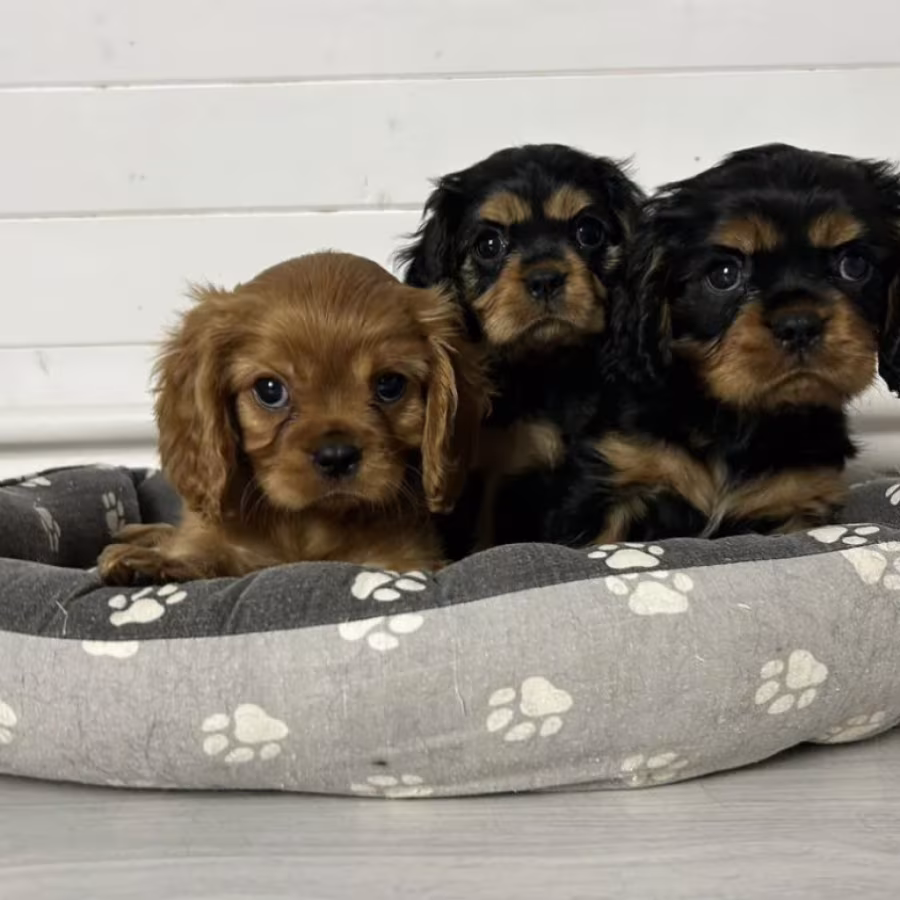 Healthy Cavalier King Charles Spaniel Puppies for Sale in Kansas Re...