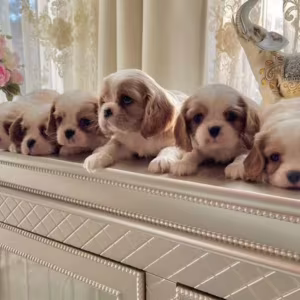 Cavalier King Charles Spaniel Puppies for Sale in Kentucky!