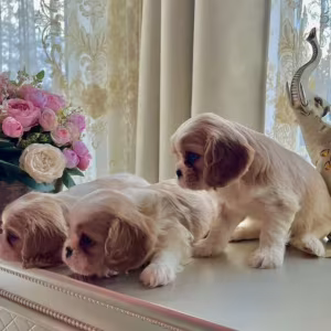 Cavalier King Charles Spaniel Puppies for Sale in Kentucky!