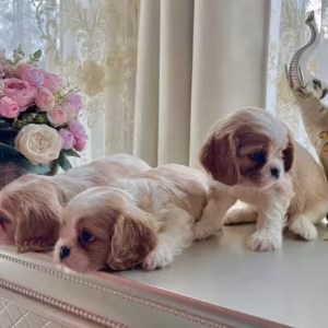Cavalier King Charles Spaniel Puppies for Sale in Kentucky!