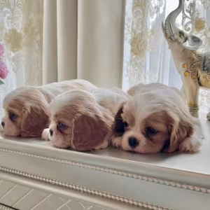 Cavalier King Charles Spaniel Puppies for Sale in Kentucky!
