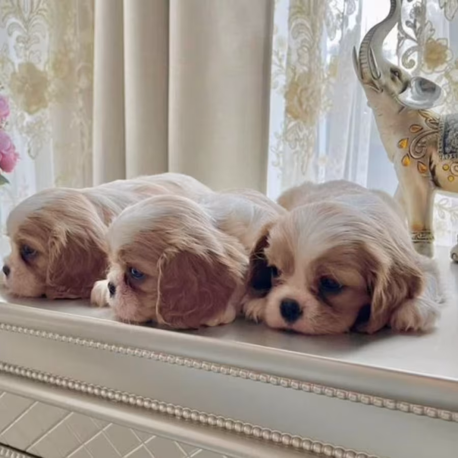 Cavalier King Charles Spaniel Puppies for Sale in Kentucky!