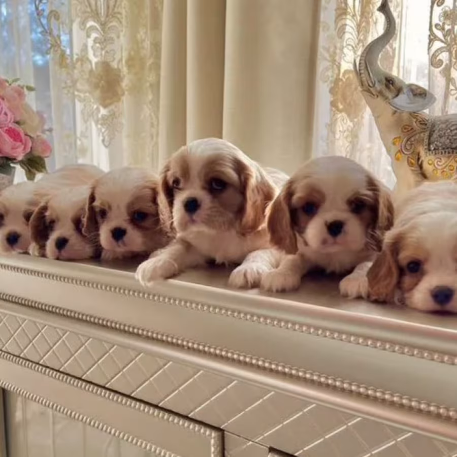 Cavalier King Charles Spaniel Puppies for Sale in Kentucky!