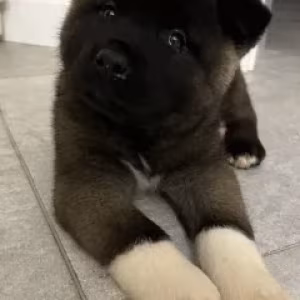 For Sale: Adorable 2-Month-Old American Akita Puppy!