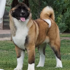 For Sale: Adorable 2-Month-Old American Akita Puppy!