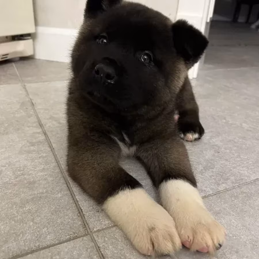 For Sale: Adorable 2-Month-Old American Akita Puppy!