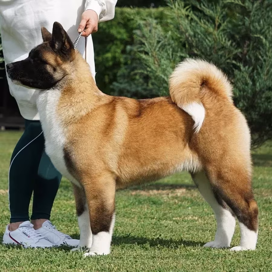 For Sale: Adorable 2-Month-Old American Akita Puppy!