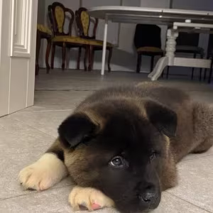 For Sale: Adorable 2-Month-Old American Akita Puppy!