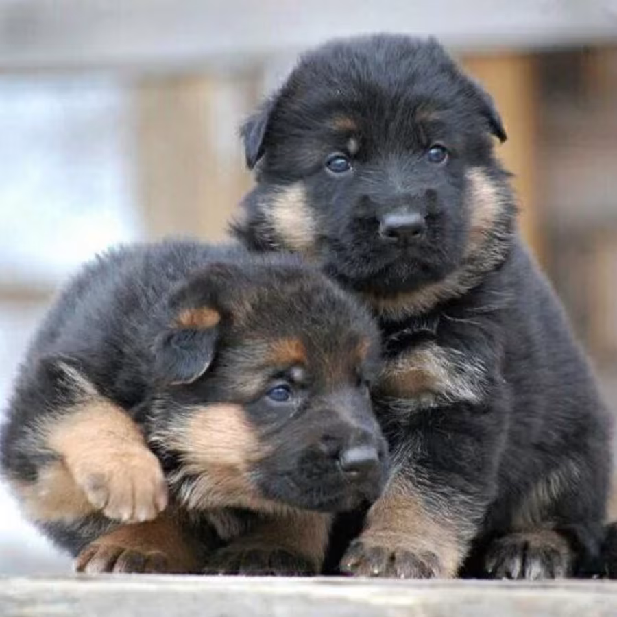 Adorable German Shepherd Puppies for Sale in the State of Delaware...