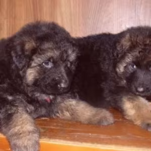 Adorable German Shepherd Puppies for Sale in the State of Delaware...