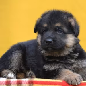 Adorable German Shepherd Puppies for Sale in the State of Delaware...