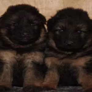 Adorable German Shepherd Puppies for Sale in the State of Delaware...