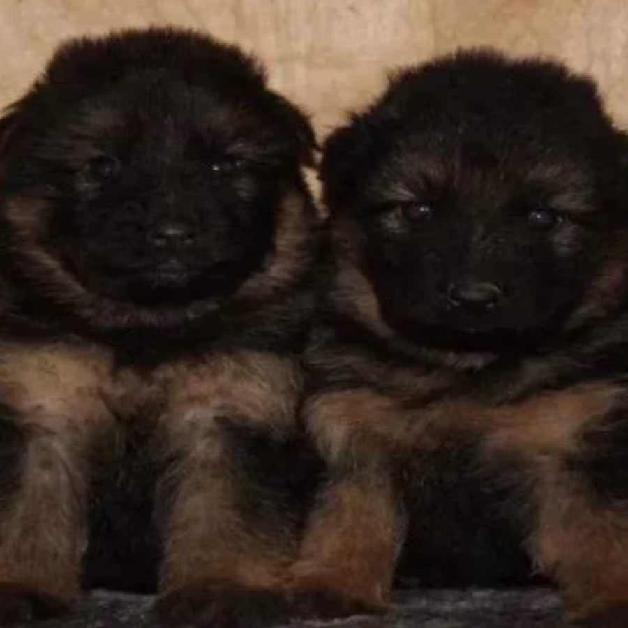 Adorable German Shepherd Puppies for Sale in the State of Delaware...