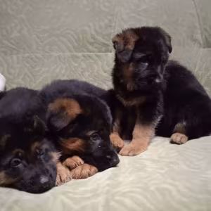 German Shepherd Puppies for Sale in Florida Perfect Family Pets!