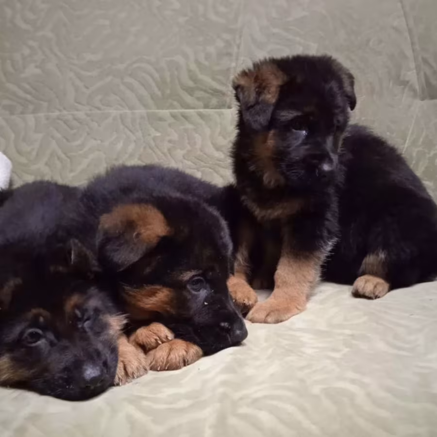 German Shepherd Puppies for Sale in Florida Perfect Family Pets!