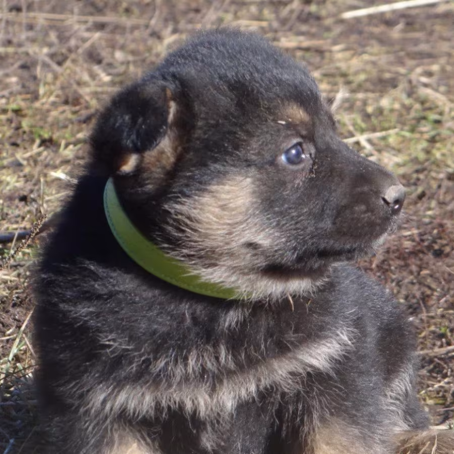 Healthy German Shepherd Puppies for Sale in Georgia Ready to Go!