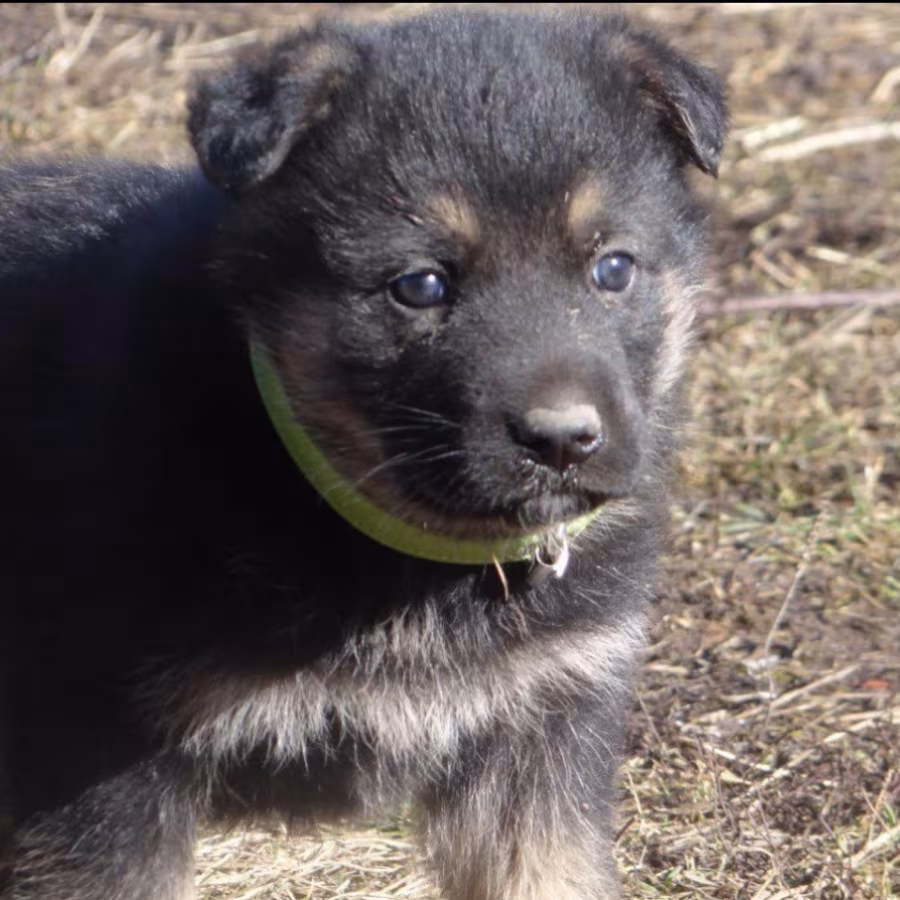 Healthy German Shepherd Puppies for Sale in Georgia Ready to Go!
