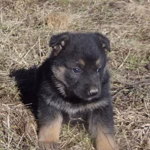 Healthy German Shepherd Puppies for Sale in Georgia Ready to Go!