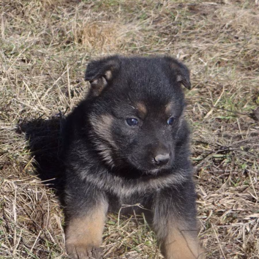 Healthy German Shepherd Puppies for Sale in Georgia Ready to Go!