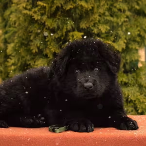 German Shepherd Puppies for Sale in the State of Idaho Exceptional...