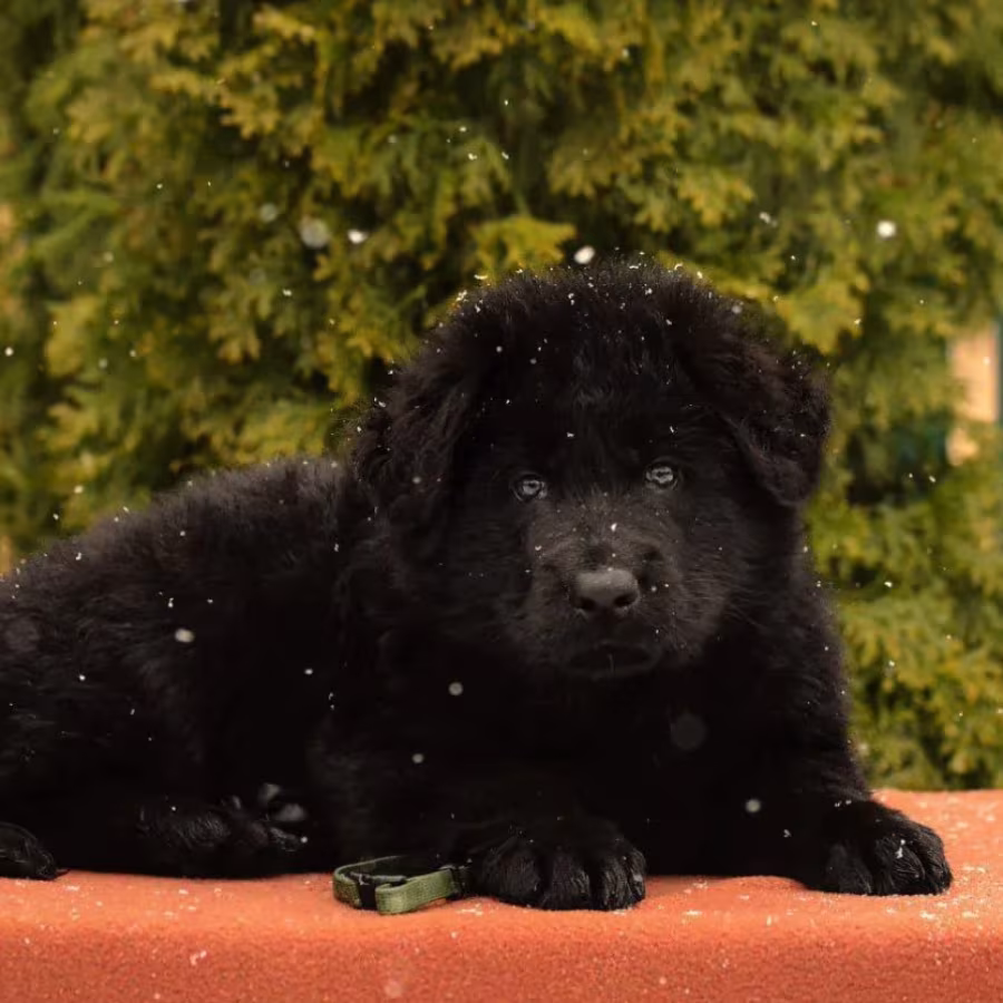 German Shepherd Puppies for Sale in the State of Idaho Exceptional...