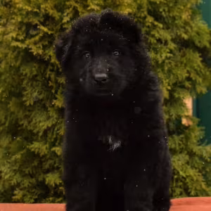 German Shepherd Puppies for Sale in the State of Idaho Exceptional...
