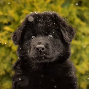 German Shepherd Puppies for Sale in the State of Idaho Exceptional...