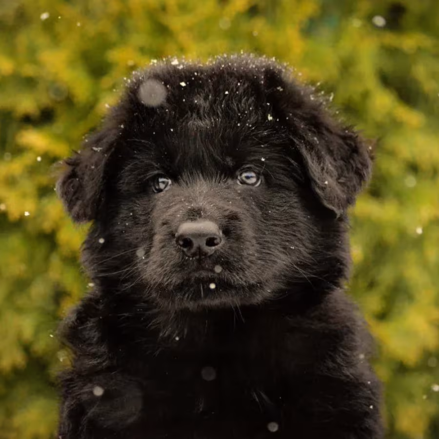German Shepherd Puppies for Sale in the State of Idaho Exceptional...