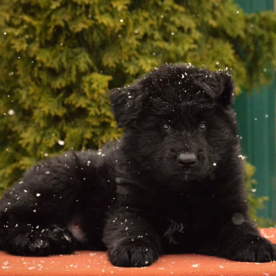German Shepherd Puppies for Sale in the State of Idaho Exceptional...