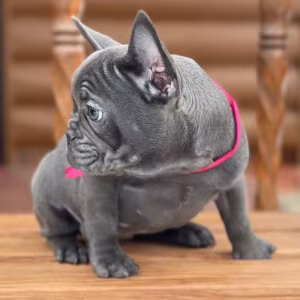 Purebred French Bulldog Puppies for Sale Perfect Family Pets