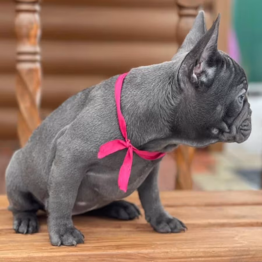 Purebred French Bulldog Puppies for Sale Perfect Family Pets