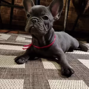 Purebred French Bulldog Puppies for Sale Perfect Family Pets