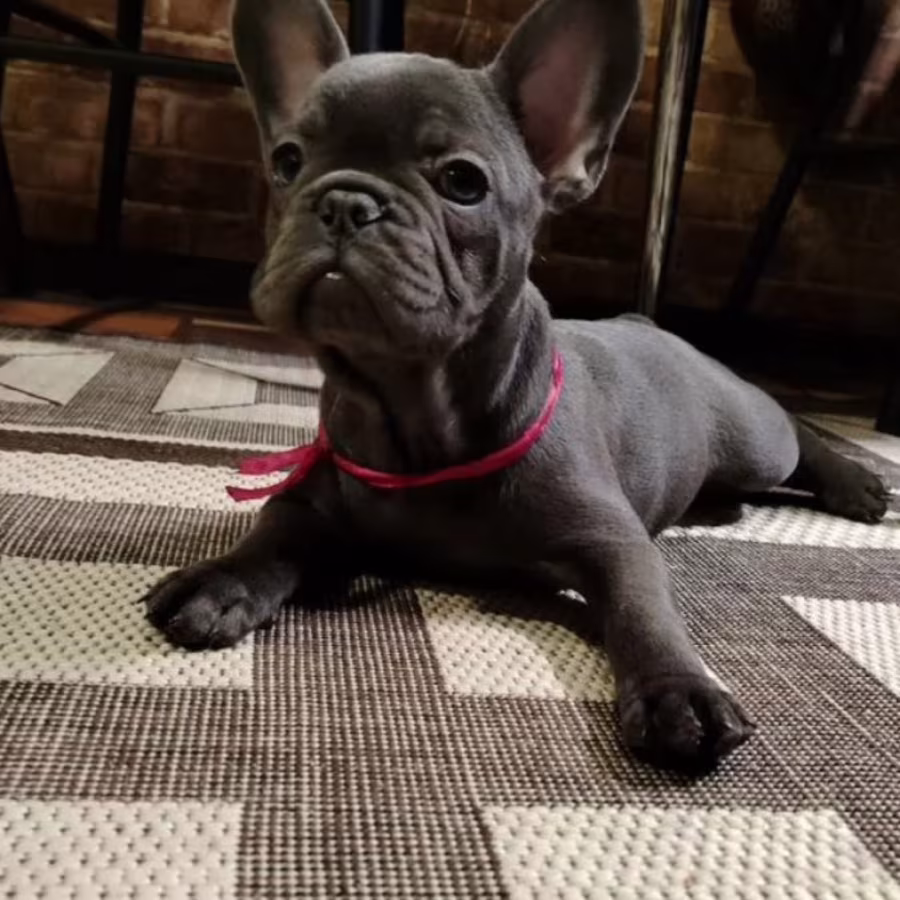 Purebred French Bulldog Puppies for Sale Perfect Family Pets