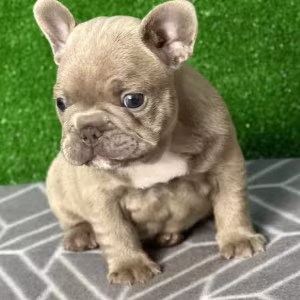 French Bulldog Puppies for Sale Near You Limited-Time Offer!