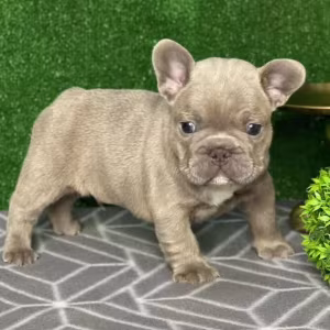 French Bulldog Puppies for Sale Near You Limited-Time Offer!