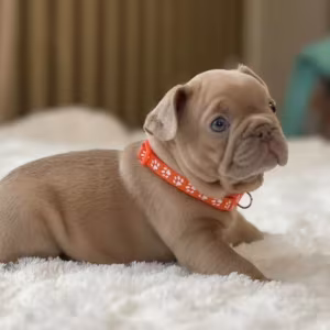 Healthy French Bulldog Puppies for Sale  Raised with Love